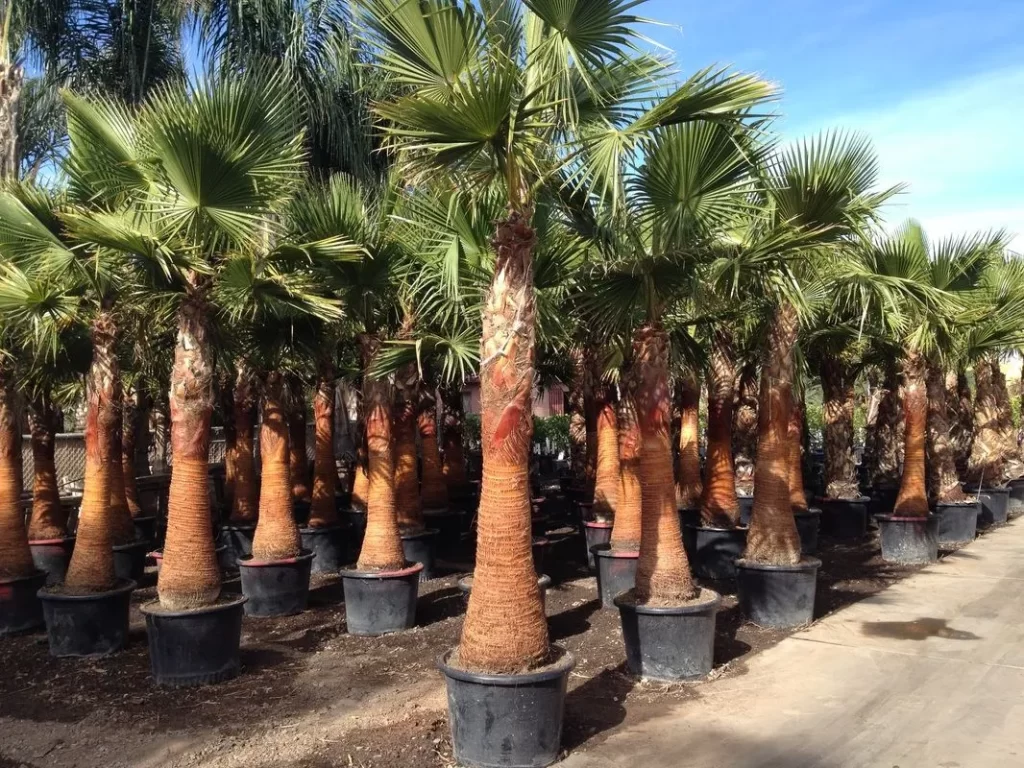 palm tree installation in dubai