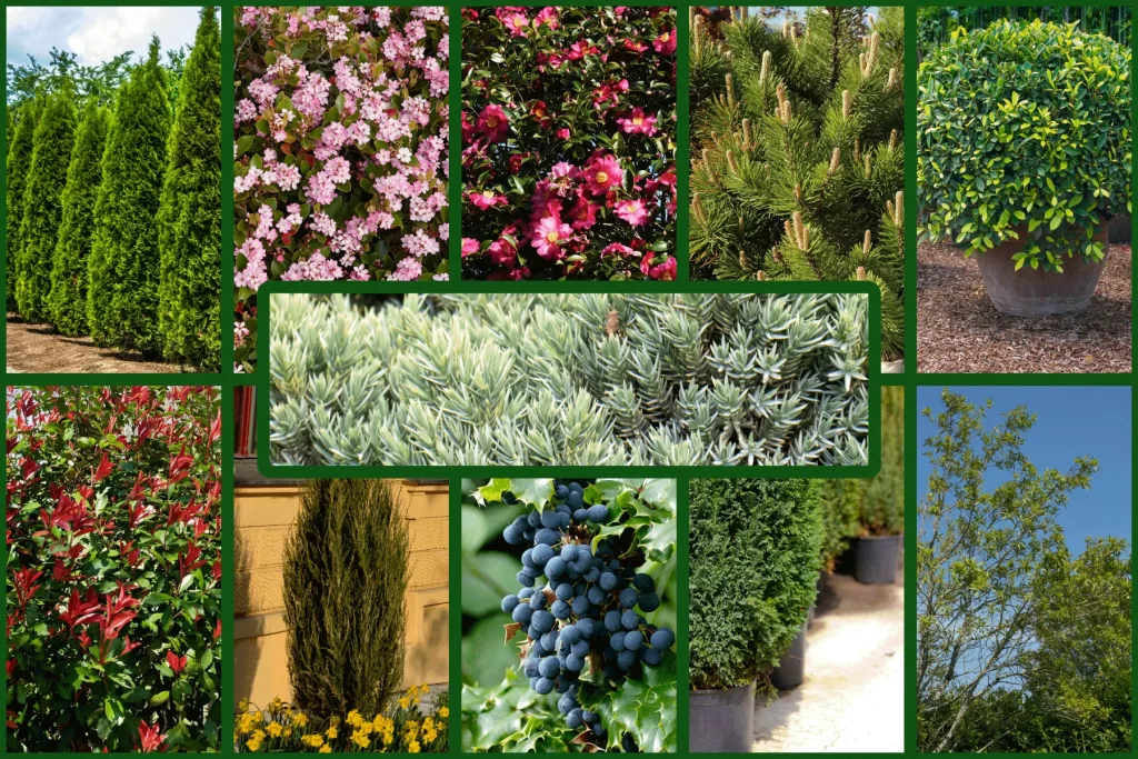 shrub installation in dubai
